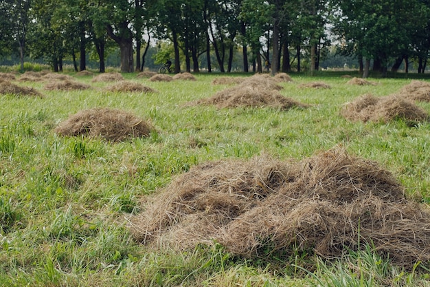 Gemaaid en gedroogd gras voor diervoeder. Close-up, selectieve aandacht, stapel droog grashooi voor landbouw. Gras maaien in het park, zorg voor het landschap