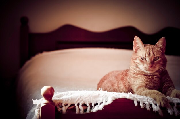Gemberkat liggend op een bed