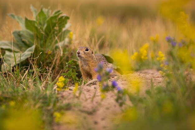 Gemeenschappelijke grondeekhoorn op bloeiende weide. Europese suslik. Spermophilus citellus. Wildlife dier in de natuur habitat. Klein park midden in de druktestad.