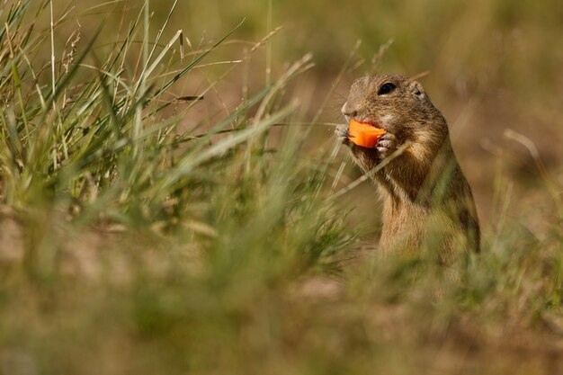 gemeenschappelijke grondeekhoorn op bloeiende weide Europese suslik spermophilus citellus