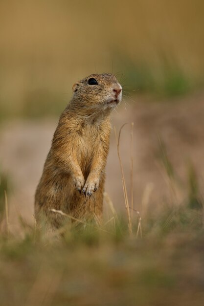 gemeenschappelijke grondeekhoorn op bloeiende weide Europese suslik spermophilus citellus