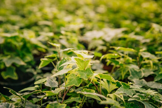 Gemeenschappelijke klimopinstallatie in de botanische tuin