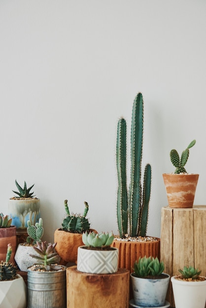 Gemengde cactussen en vetplanten in kleine potten