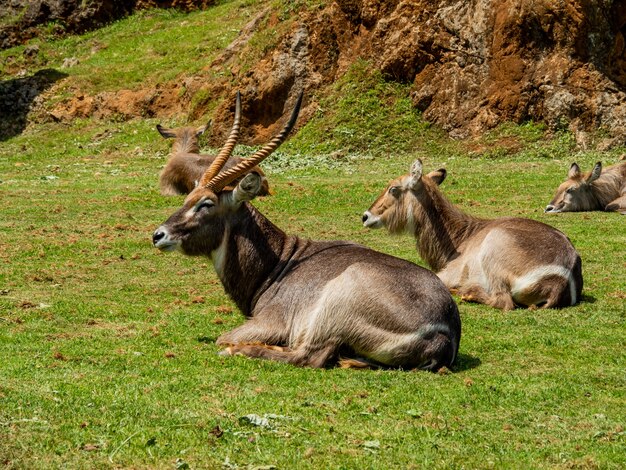 Gemsbok-antilopen die in een veld rusten