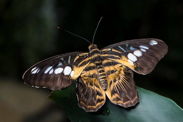 Gratis foto geopende vleugelsvlinder met onscherpe achtergrond