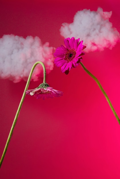 Gerbera bloemen met roze achtergrond