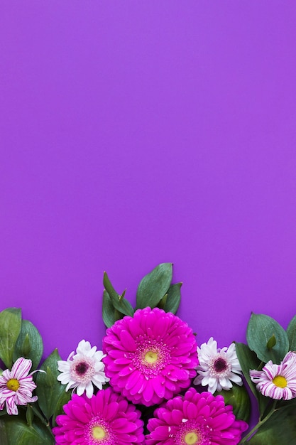 Gerbera madeliefjebloemen op violette exemplaar ruimteachtergrond