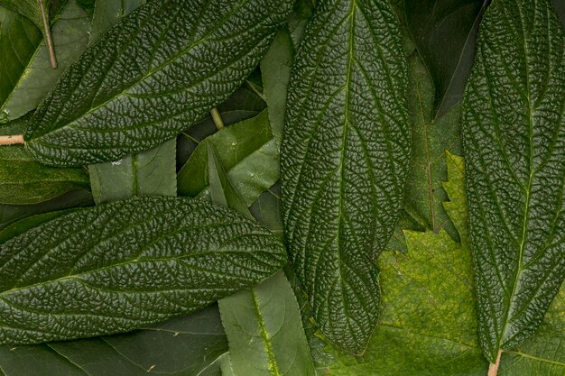 Gerichte groene verscheidenheid van bladerenachtergrond