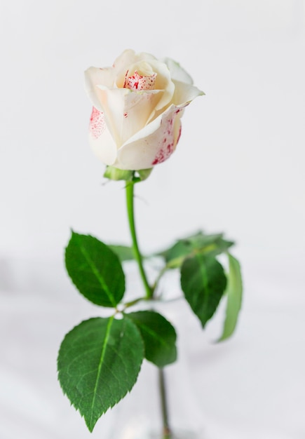 Gratis foto geschilderde witte roos staande op tafel