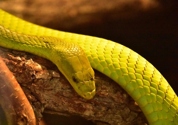Gratis foto geschubde groene mamba-slang die op een tak rust