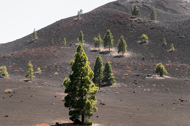 Gespreide bomen op vulkanisch reliëf
