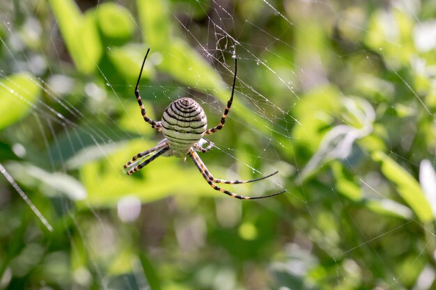 Gestreepte Argiope-spin (Argiope trifasciata) op zijn web op het punt om zijn prooi op te eten