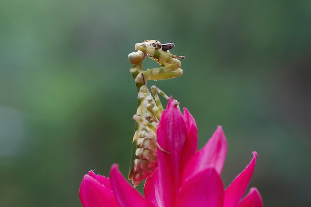 Gratis foto gestreepte bloem bidsprinkhaan op rode bloem insect close-up