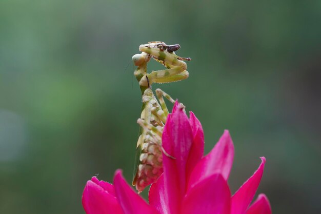 Gestreepte bloem bidsprinkhaan op rode bloem insect close-up
