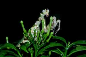 Gratis foto gestreepte bloem bidsprinkhaan op rode boom insect close-up