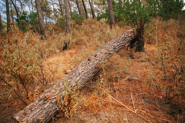 Gevallen boom in de natuur