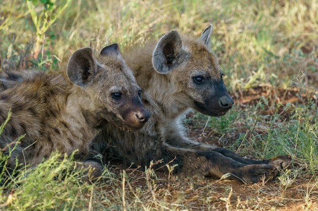 gevlekte hyena's die op de grond rusten