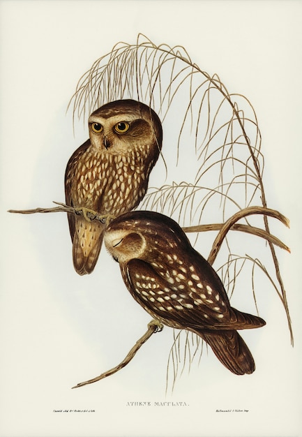 Gevlekte owl (athene maculate) geïllustreerd door elizabeth gould