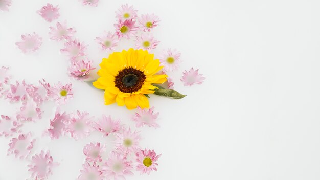 Gevoelige gele en roze bloemen die op water drijven