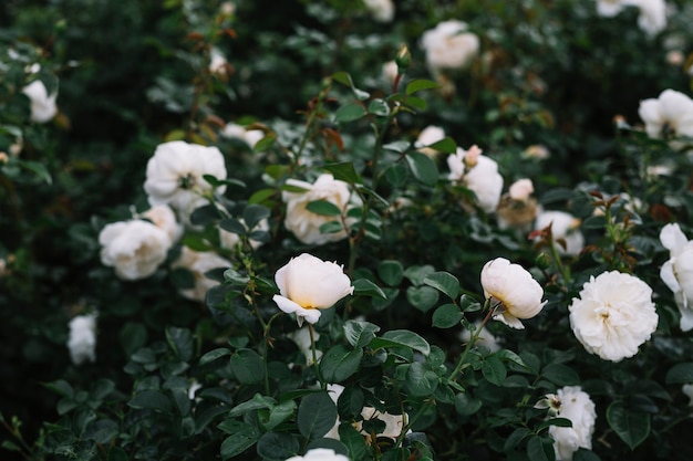 Gevoelige witte bloemen die in tuin bloeien