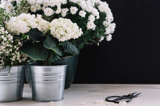 Gratis foto gevoelige witte bloemen met schaar over de lijst