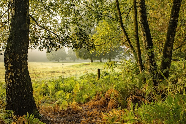 Geweldig shot van een park vol bomen en gras op een zonnige dag