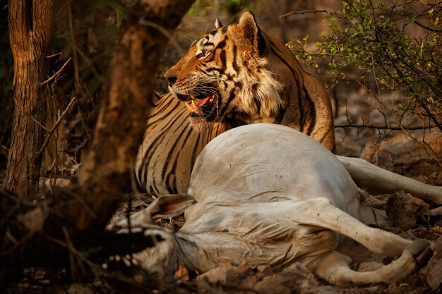 Geweldige Bengaalse tijger in de natuur met zijn prooi