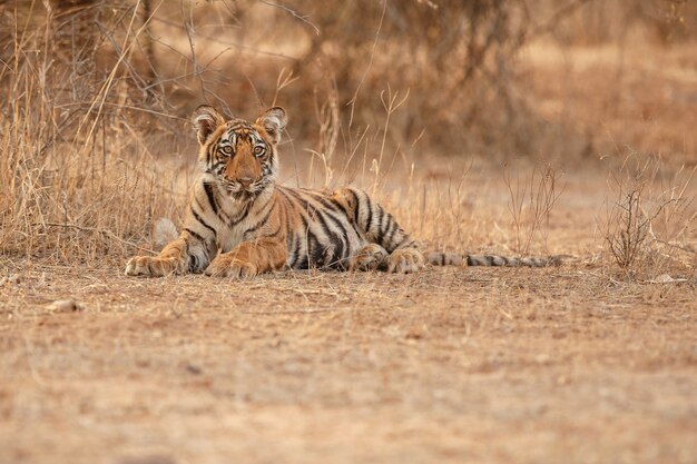 Geweldige Bengaalse tijger in de natuur