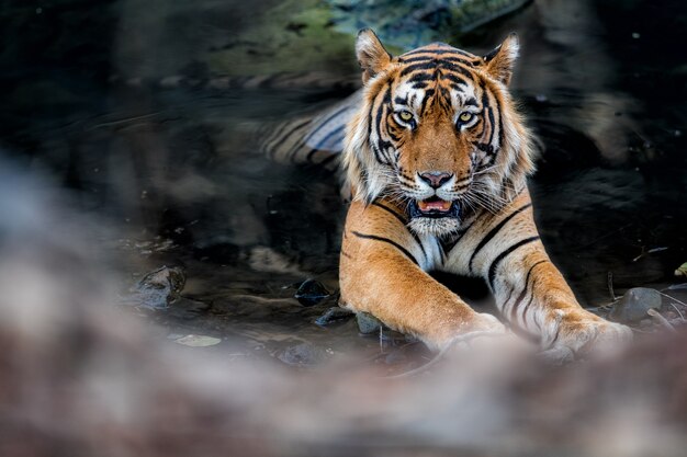 Geweldige Bengaalse tijger in de natuur