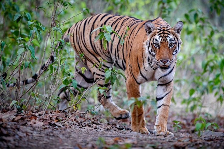 Gratis Foto geweldige bengaalse tijger in de natuur