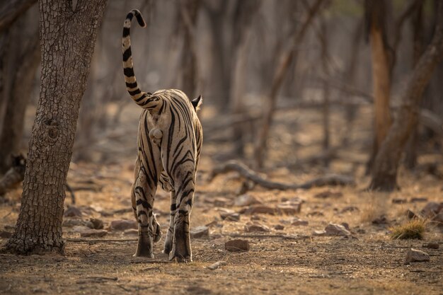 Geweldige Bengaalse tijger in de natuur