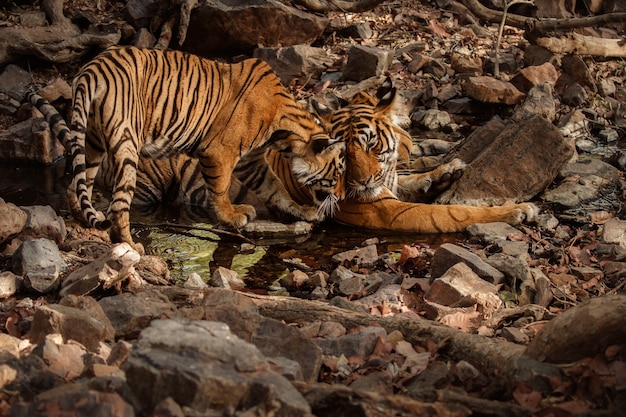 Geweldige bengaalse tijgers in de natuur