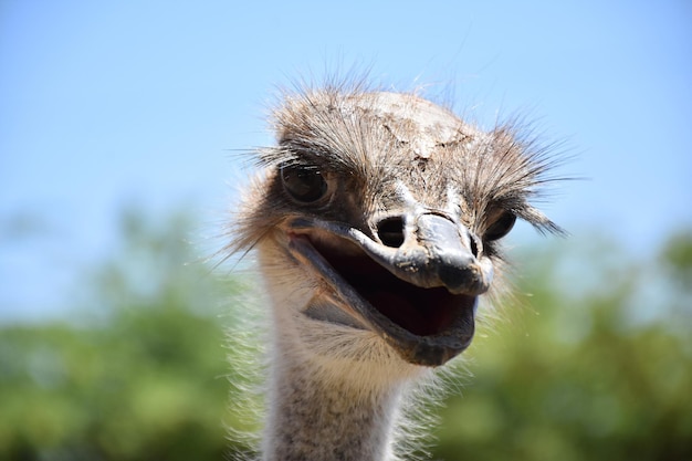 Gratis foto geweldige close-up in het gezicht van een struisvogel