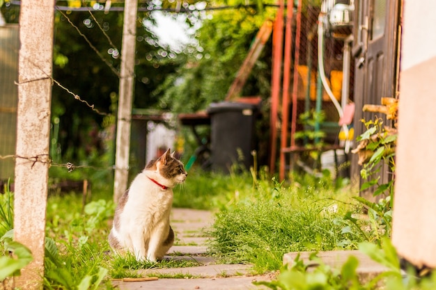 Geweldige foto van een lieve kat die in de tuin bij de houten deur zit