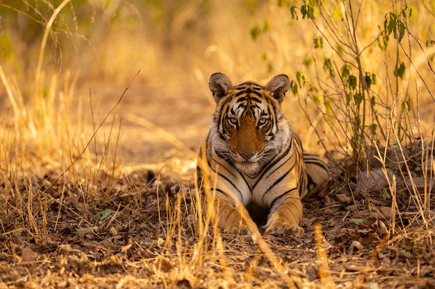 Geweldige tijger in de natuurhabitat. tijger pose tijdens de gouden lichttijd. wildlife scène met gevaar dier. hete zomer in india. droog gebied met prachtige indiase tijger