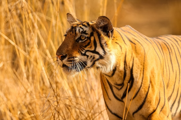 Gratis foto geweldige tijger in de natuurhabitat. tijger pose tijdens de gouden lichttijd. wildlife scène met gevaar dier. hete zomer in india. droog gebied met prachtige indiase tijger