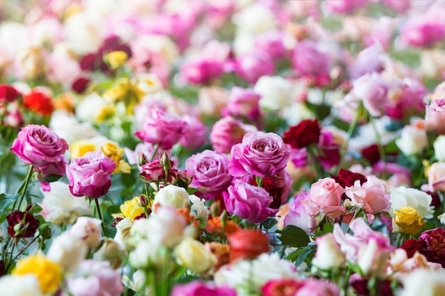 Geweldige veelkleurige rozen, bloemen in de tuin Premium Foto