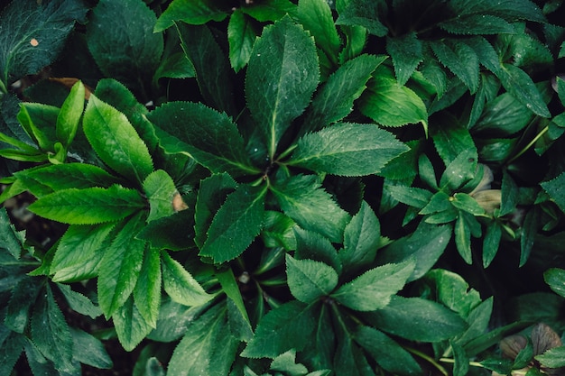 Geweven natuurlijke achtergrond van veel groene bladeren