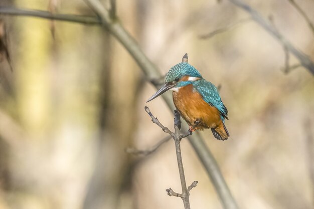 Gewone ijsvogel die op een tak zit