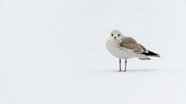 Gratis foto gewone meeuw staande op de sneeuw