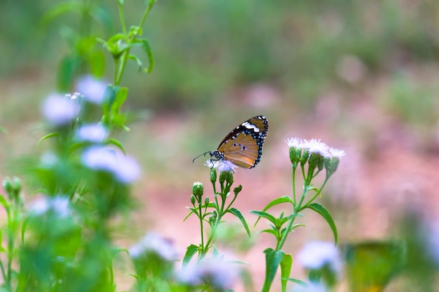 Gewone tijger danaus chrysippus vlinder die in de lente bloemen in de natuur bezoekt Premium Foto