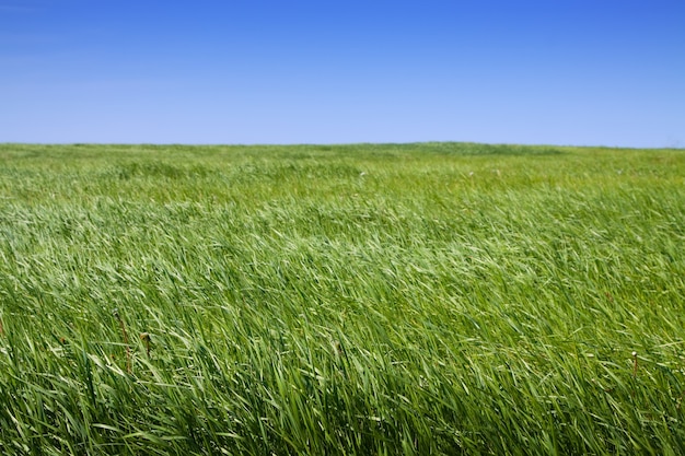 Gewoon zomerlandschap