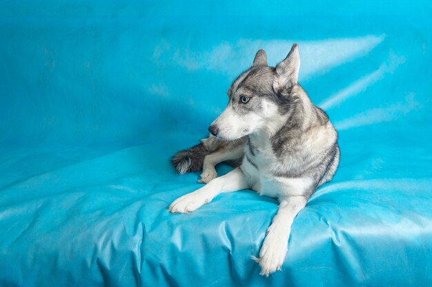 Gey en witte husky hond met blauwe ogen op een blauwe achtergrond