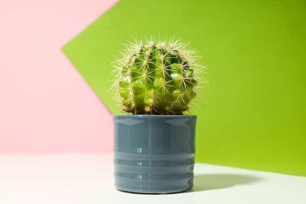 Gratis foto gezellig hobbykweekhuis of kamerplanten cactus