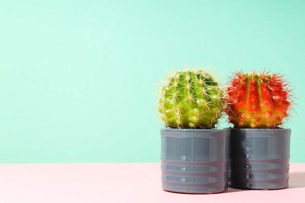 Gratis foto gezellig hobbykweekhuis of kamerplanten cactus