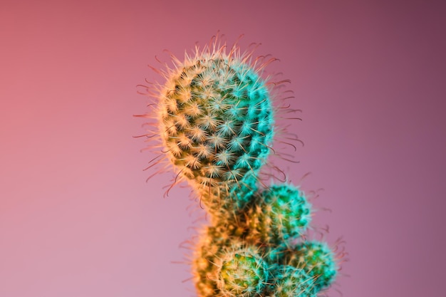 Gezellig hobbykweekhuis of kamerplanten cactus