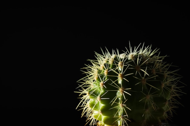 Gezellig hobbykweekhuis of kamerplanten cactus