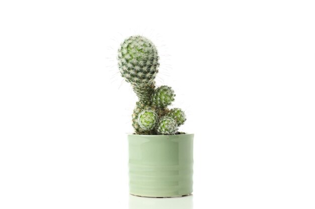 Gezellige hobby groeiende kamerplanten cactus geïsoleerd op witte achtergrond