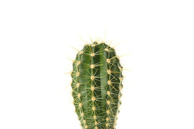 Gezellige hobby groeiende kamerplanten cactus geïsoleerd op witte achtergrond