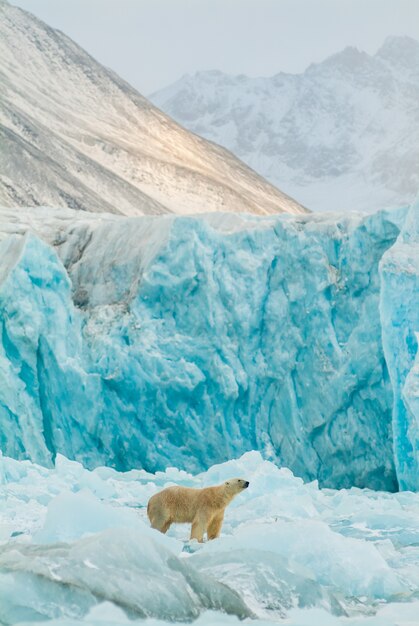 Gezicht op een ijsbeer op een bevroren landschap in Spitsbergen, Svalbard